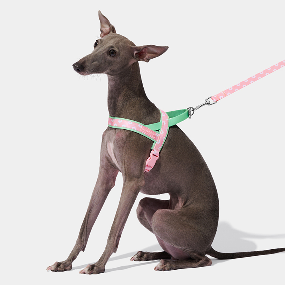 Luxury Pet Chest Strap Tractio - Headcollar Rope Set 评论和价格