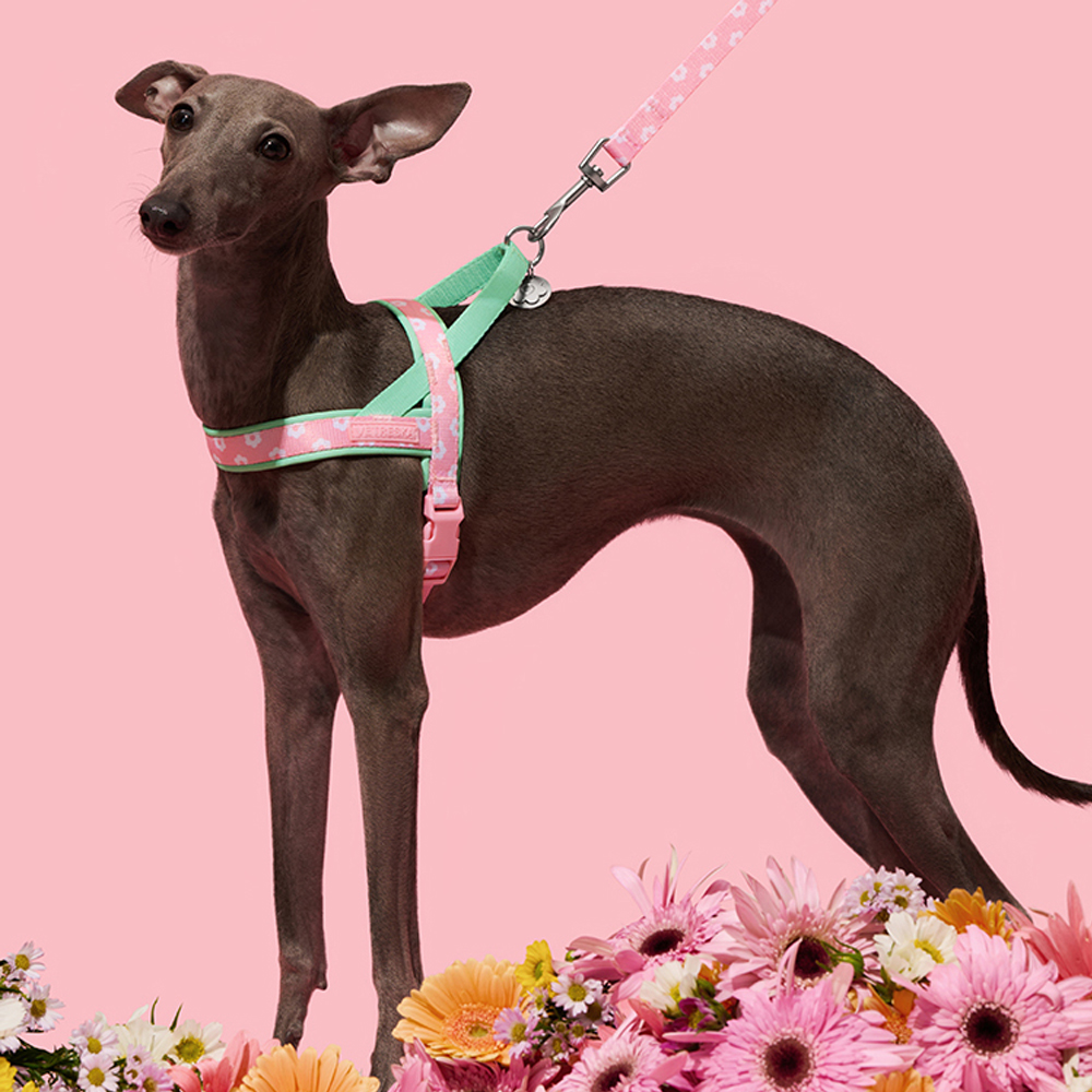 Luxury Pet Chest Strap Tractio - Headcollar Rope Set 评论和价格